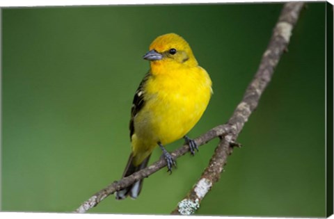 Framed Flame-Colored Tanager, Costa Rica Print