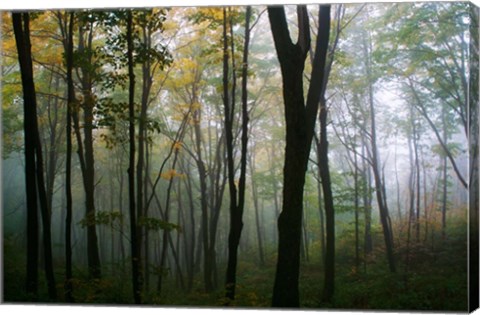 Framed Misty Forest In Autumn Print