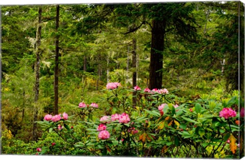 Framed Pacific Rhododendron Flowers Print