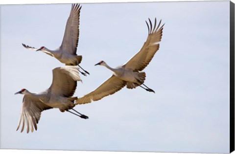 Framed Sandhill Cranes In Flight Print