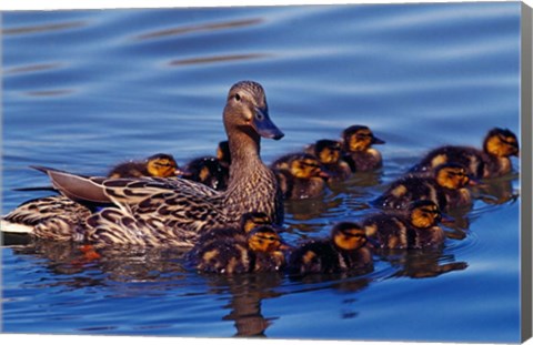 Framed Female Mallard Duck with Chicks, Ohio Print