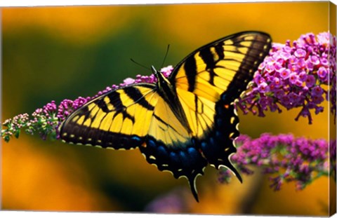 Framed Male Tiger Swallowtail Butterfly Print