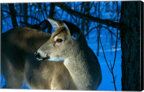 Framed Deer Doe in Snowy Woods Print