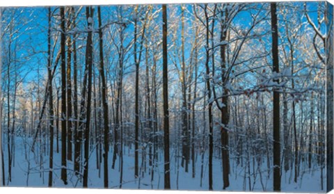 Framed Winter Ice on Trees, New York State, USA Print