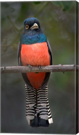 Framed Blue-Crowned Trogon, Pantanal Wetlands, Brazil Print