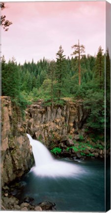 Framed Forest Waterfall, Shasta, California Print