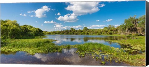 Framed Deer Prairie Creek Preserve, Sarasota County, Venice, Florida Print