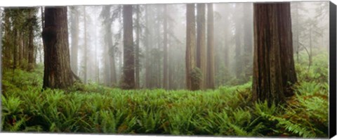 Framed Vine Maple Trees, Mt Hood, Oregon Print