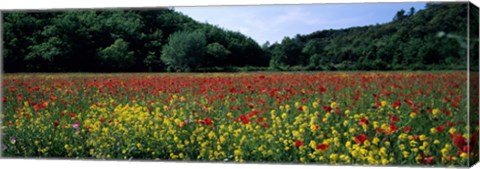 Framed Poppy Field, France Print