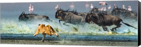 Framed African Lioness, Ngorongoro Conservation Area, Tanzania Print