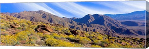 Framed Flowering Shrubs, Anza Borrego Desert State Park, California Print