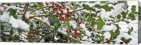 Framed Holly Berries Covered in Snow Print