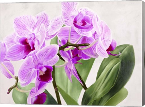 Framed Orchidee Selvagge Print