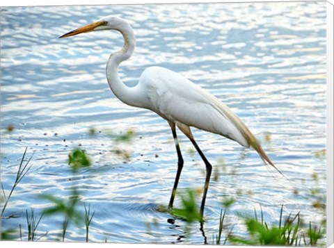 Framed By The Lake Egret Print