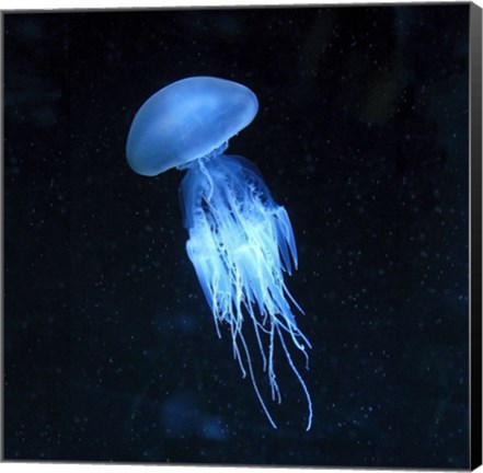 Framed Luminescent Jellyfish Print