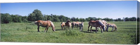 Framed Belgium horses in a Minnesota field Print