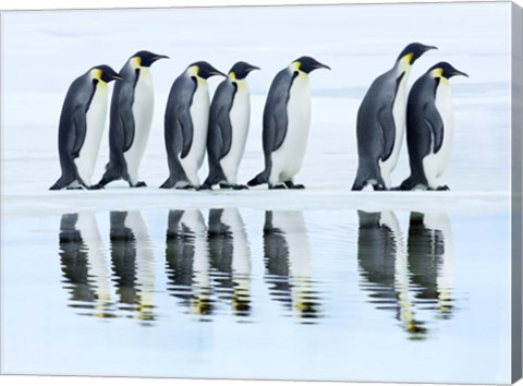 Framed Emperor Penguin Group, Antarctica Print