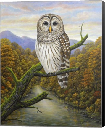 Framed Barred Owl Print