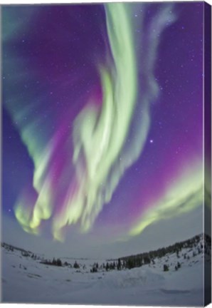 Framed Northern Lights in Churchill, Manitoba, Canada Print