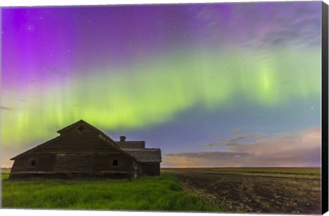 Framed Purple Aurora over an old barn, Alberta, Canada Print