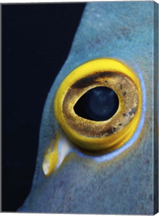 Framed Close-up view of a French Angelfish eye Print