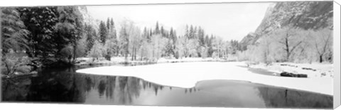 Framed Snow covered trees in a forest, Yosemite National Park, California Print