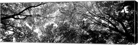 Framed Low angle view of trees BW Print