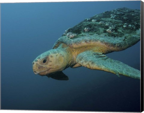 Framed Loggerhead Sea Turtle off the coast of North Carolina Print