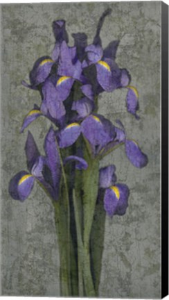 Framed Purple Iris Print