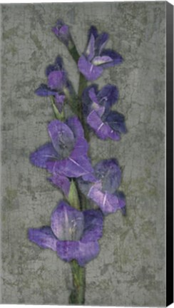 Framed Purple Gladiola Print