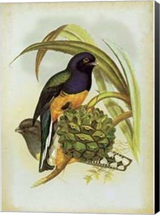 Framed John Gould - Trogon Viridis Size 11.75x15.75 Print