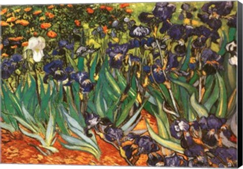 Framed Irises in the Garden, Saint-Remy, c.1889 Print