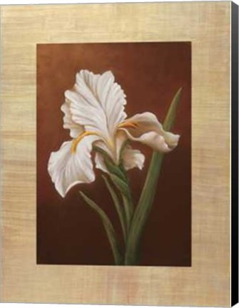 Framed Virginia Huntington - Fleur de Iris Size 23.75x31.5 Print