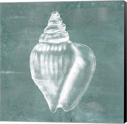 Framed Solitary Shell II Print