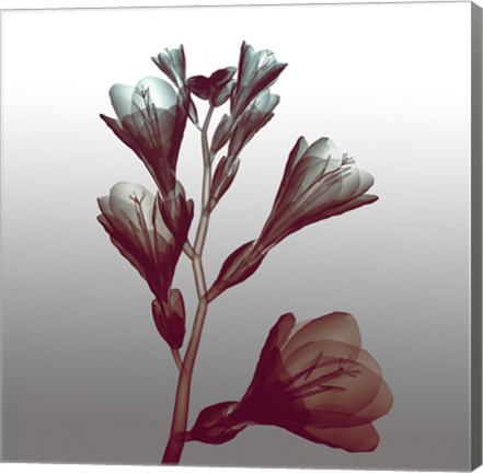 Framed Ombre Freesia Flowers X-Ray Print