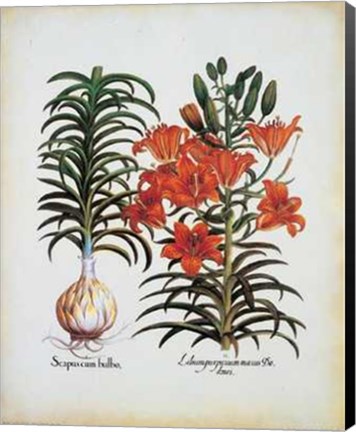 Framed Lilium Scapus I Print