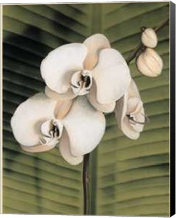 Framed Orchid with Palm II Print