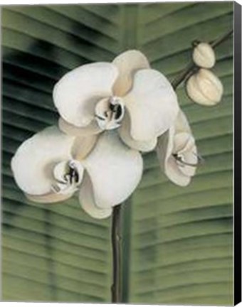 Framed Orchid with Palm II Print