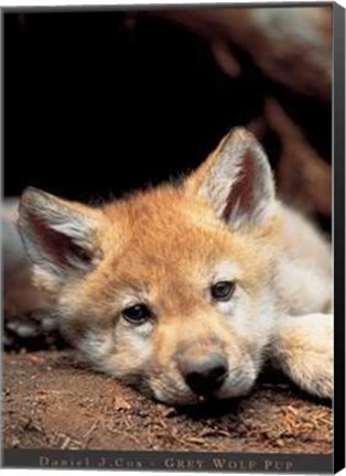 Framed Grey Wolf Pup Print