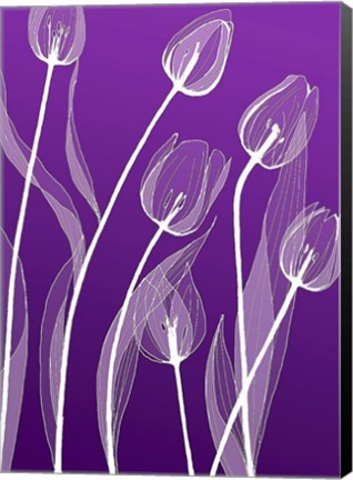 Framed X-ray Flowers Purple Print