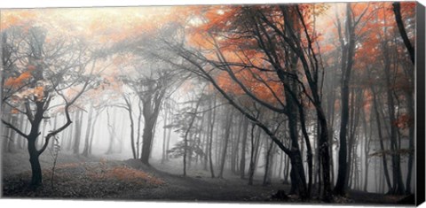 Framed Autumn Woods 1 Print