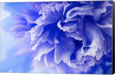 Framed Blue Flower Print