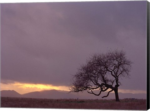 Framed Field Print