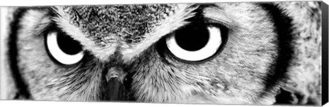 Framed Owl Print