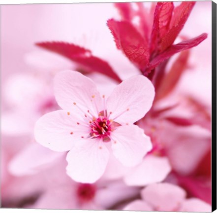 Framed Pink Blossom 1 Print