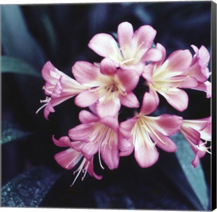 Framed Pink Blossom 2 Print