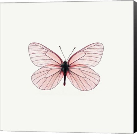 Framed Pink Butterfly Print