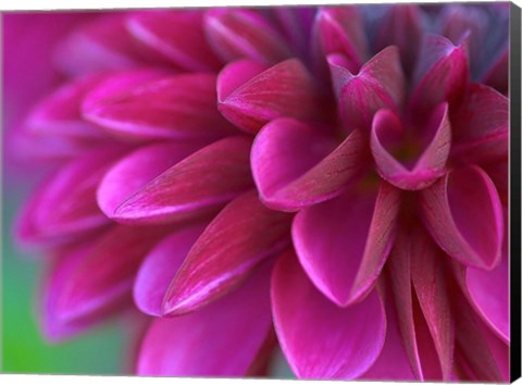 Framed Pink Chrysanthemum Print