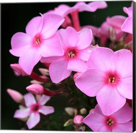 Framed Pink Flowers 1 Print