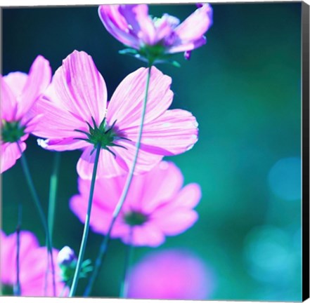 Framed Pink Flowers 2 Print